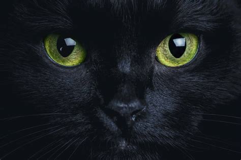 Siendo más abierto y optimista, Cat Noir dice todo lo que piensa y hace muchas bromas y juegos de palabras, a menudo relacionadas con gatos. En su intento de ganar la atención de Ladybug, y de otras personas, se jacta y alardea sobre sí mismo. Sin embargo, su condición de superhéroe no disminuye su bondad y preocupación por los demás ...